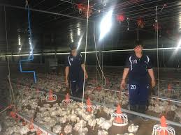 Trang trại gà thịt đầu tiên ở Đồng Nai đạt tiêu chuẩn GlobalGAP