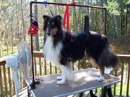 Izzo On My Homemade Grooming Table Ready To Be Brushed Dry Diy Dog Stuff Dog Grooming Dog Grooming Diy