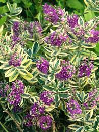 Landscaping And Hardscaping Garden Shrubs Plants Evergreen Plants