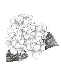 Hydrangea Flower Drawing Drawings Floral Drawing
