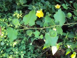 Image result for Abutilon indicum