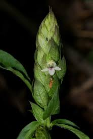 Image result for Justicia betonica