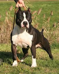 real am staf igor pittbull dog dog argentino dog breeds
