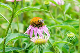 When herbs flower in my garden, they are bee magnets! The Best Plants To Attract Bees