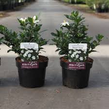 Image result for Gardenia subacaulis