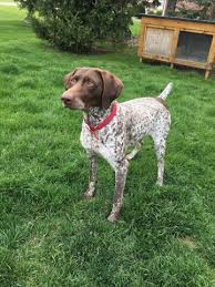 This will often require a fee or in some cases the 'pick of the litter'. Pointer Puppies For Sale In Michigan