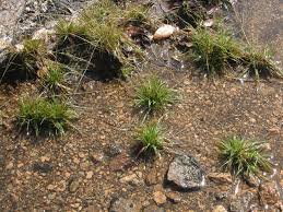 Image result for Tripogon