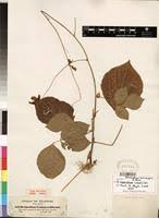 Image result for Aeschynomene schimperi