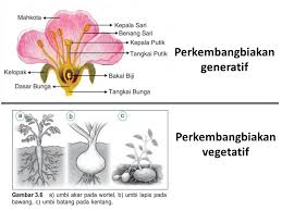 Perbedaan Perkembangbiakan Vegetatif Dan Generatif Pada Tumbuhan Pak Mono