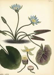 Image result for Nymphaea nouchali