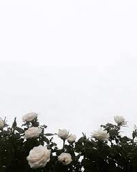 In the researches made by our team. White Rose Aesthetic Wallpapers Top Free White Rose Aesthetic Backgrounds Wallpaperaccess
