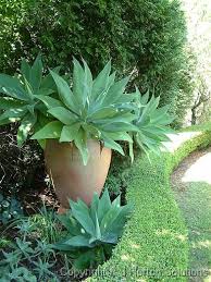 Agave Attenuata Is One Of Several Species Of Agave That Are Native To Mexico The Plant Is Commonly Kno Succulent Landscaping Succulent Landscape Design Plants