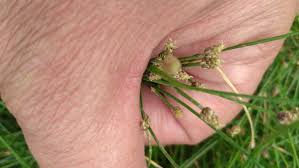 Image result for Isolepis prolifera