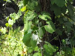 September 8, 2015 at 12:41 am. Vitis Girdiana Wikipedia