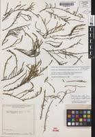 Image result for Halosarcia