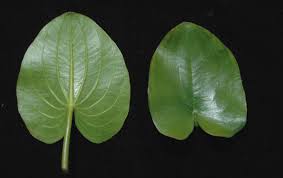 Image result for Caldesia parnassifolia