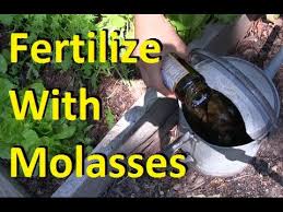 Maybe you would like to learn more about one of these? How To Fertilize Your Garden With Molasses Youtube