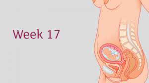 17 Weeks Pregnant All You Need To Know Tommy S