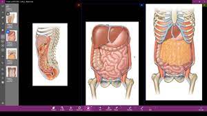 We did not find results for: Anatomia Do Peritonio Youtube