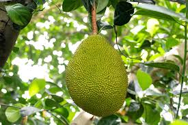 In fact, the jackfruit is the largest fruit that comes from a tree, sometimes reaching 80 pounds and 36 inches long. Jack Fruit Tree Free Photo On Pixabay