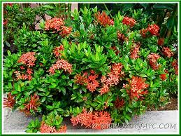 Image result for Ixora coccinea