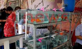 Cara budidaya ikan hias di akuarium yang satu ini wajib dipelajari sehingga anda bisa memasangnya dengan baik di wadah pemeliharaan ikan. Teknologi Penghemat Penggunaan Air Pada Budidaya Ikan Hias Air Tawar Kabartani