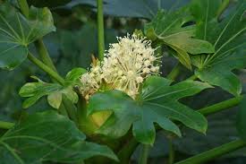 Fats our fatsia japonica is the perfect plant for beginners and busy londoners. Fatsia Japonica