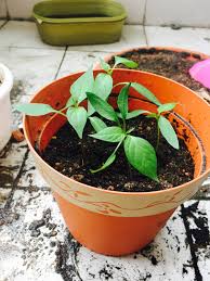 Mru enterprise, kg changkat larang,perak. Tips Dan Cara Tanam Anak Pokok Cili Merah Yang Subur Blog Cik Matahariku