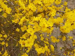 Image result for Rhigozum zambesiacum