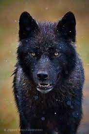 Pin By Isabella Wright On Lupine Animals Wild Animals Beautiful Beautiful Wolves