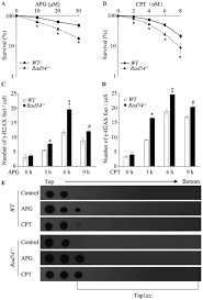 Critical Roles Of Rad54 In Tolerance To Apigenin Induced Top1 Mediated Dna Damage