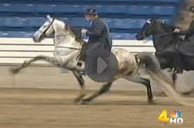 They are known for three smooth gaits including the flat walk. Tennessee Walking Horse Archives Habitat For Horses