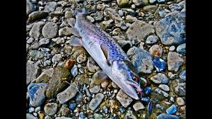 Rome2rio makes travelling from san juan to santiago easy. Pesca En La Patagonia Fishing Rio San Juan Near Punta Arenas Chile For Brown Trout Youtube