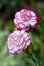 Love Is Endless Beautiful Flowers Most Beautiful Flowers Beautiful Flower Arrangements