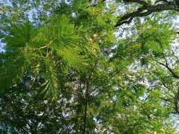 Image result for Albizia tanganyicensis