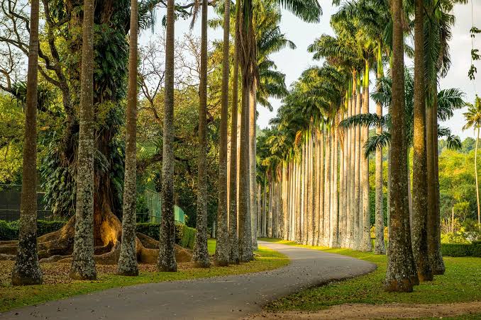 Tropical gardens and lush greenery