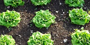 Néanmoins, et surtout au potager, certains tolèrent les chaleurs du mois d'août lors de leur plantation. Que Planter En Septembre Au Potager Fiches Pratiques Du Jardin