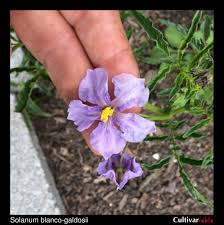 Image result for Solanum sp. A