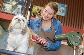 Cat and dog grooming includes special cuts, treatments for skin problems, and teeth cleaning. The 10 Best Pet Groomers In Maine