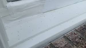 Tiny Black Bugs In House Near Window: How To Get Rid Of Them