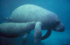 Ver más ideas sobre manaties, manati, animales. Seekuhe Wikipedia