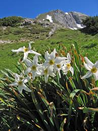 Flowers look beautiful and they are used by humans to decorate places, worship, convey feelings, emotions and sentiments to others by gifting flowers and growing flower gardens for landscaping and aesthetic. Narcissus Plant Wikipedia