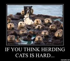 Pin By Katherine Bonsol On Memes Herding Cats Cats Herding