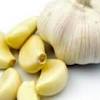 Fresh garlic should be pure white and free from spots or other types of discoloration. 1