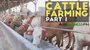 Cattle Farming Part 1 Cattle Farming In The Philippines Agribusiness In 2020 Cattle Farming Cattle Agribusiness