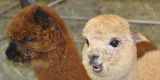 Txolan Alpacas For Sale In Texas Oklahoma Louisiana Arkansas And New Mexico Alpaca Alpacas For Sale Llama Alpaca