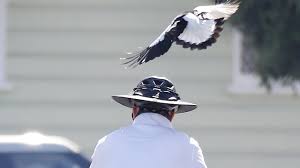 Visit the swooping magpie safety tips page a full list of tips! Magpie Swooping Season Dates 2018 Attacks Have Started Early Daily Telegraph