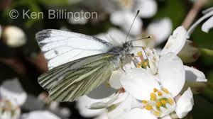 Image result for Pieris napi