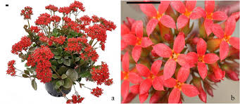 Image result for Kalanchoe glaucescens