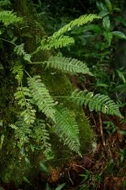 Image result for Asplenium rutifolium